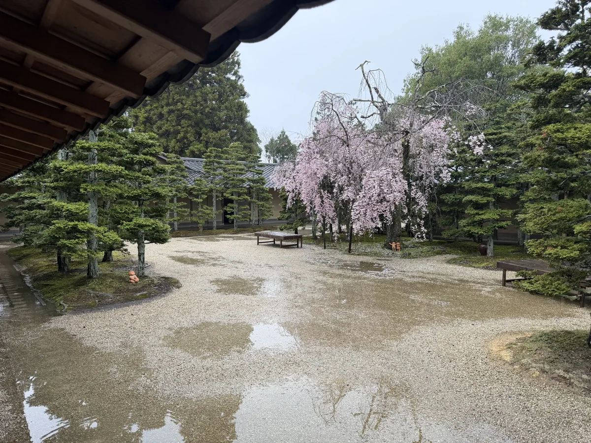 しだれ桜のある日本庭園