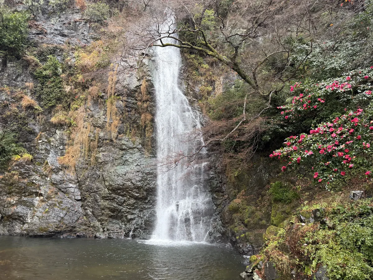 岩壁を流れる滝と滝壺、花木